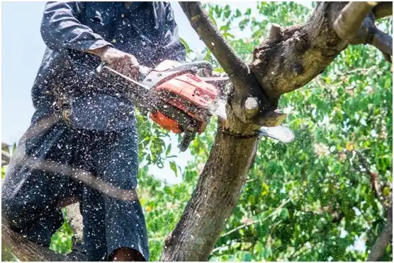 tree services Hoback